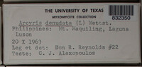 Arcyria denudata image
